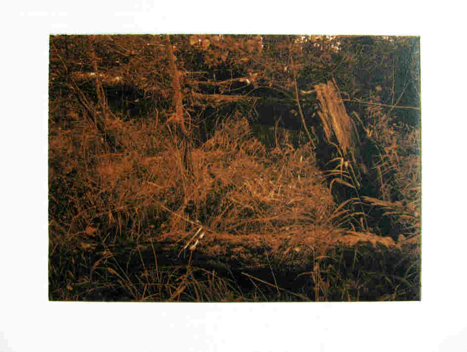 graswildnis
