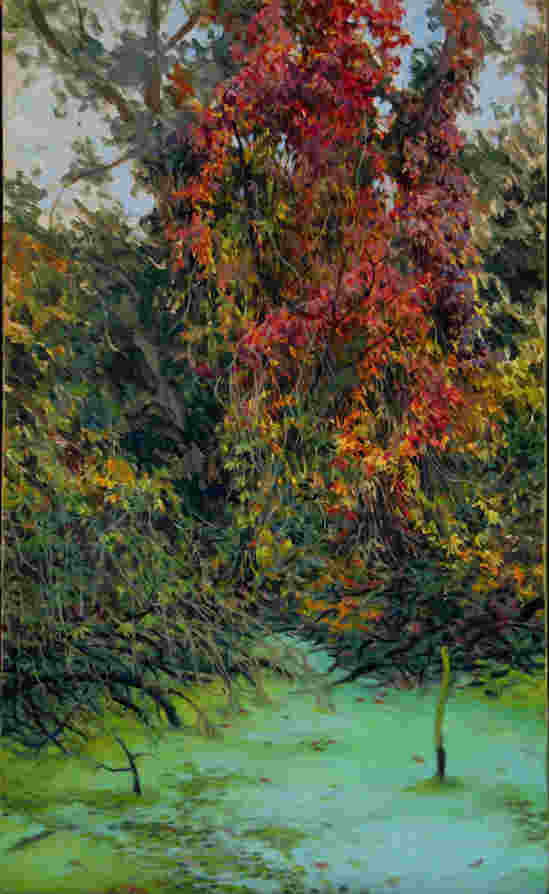 Moorteich Parthenocissus
