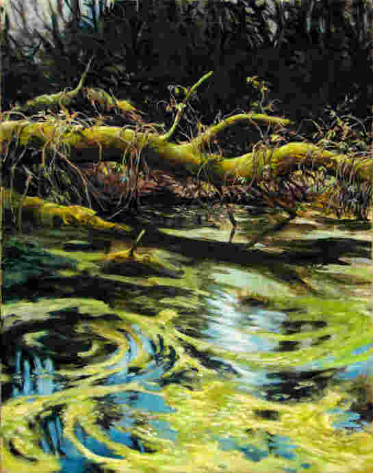 Moorteich Lemna